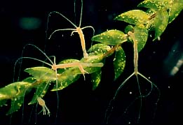 Hydra: Süßwasserpolypen