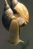 Schlammschnecken bei der Begattung