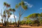 Mary River NP: Shady Camp