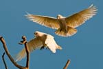 Nacktaugen-Kakadus, Corella