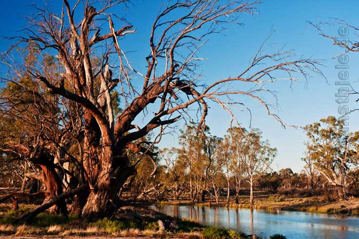 Chowilla Game Reserve mit beeindruckenden Fluss-Eukalypten