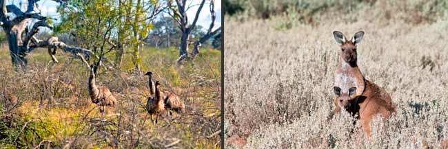 Chowilla RR: Emu und Känguru