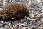 Schnabeligel auf der Suche nach Nahrung, Kangaroo Island
