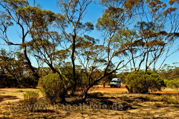 Mallee auf der Eyre Peninsula