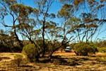 Mallee auf der Eyre Peninsula