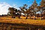 Flusseukalypten in der Savanne des Flinders Ranges NP