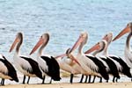 Pelikane am Strand von Kangaroo Island