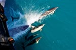 Delfine schwimmen mit der F&auml;hre zur Kangaroo Island um die Wette.
