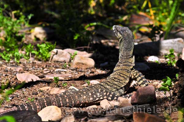 Lace Monitor