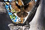 Ein Singvogel greift einen Waran an, der ein Nest gepl&uuml;ndert hat.