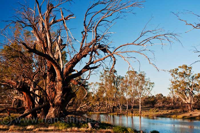 Chowilla