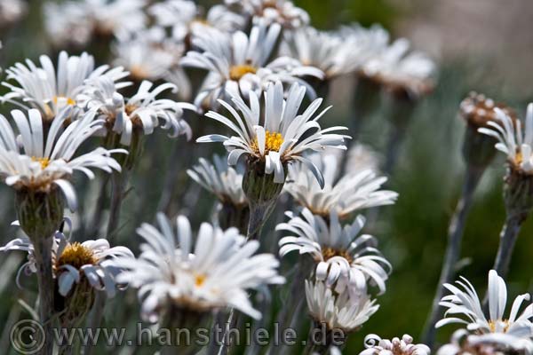 Blumenwiesen auf den Hochfluren des Alpine NP´s