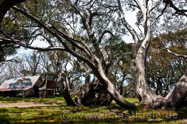 Alpine NP: die Wallace Hütte wurde früher von Viehtreibern bewohnt