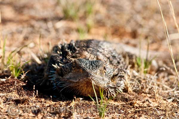 Bartagame (Bearded dragon) 