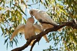 Nacktaugenkakadus (Corella) bei der Balz