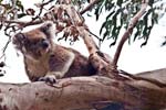 Koala im fremden Revier, Great Otwas NP