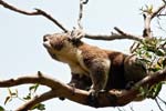 Drohverhalten eines Revierinhabers, Koala im Great Otway NP