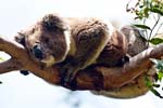 Nach der Vertreibung des Rivalen, Koala im Great Otway  NP