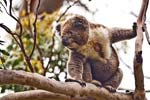 Imponiergehabe eines Koalas, Great Otway NP