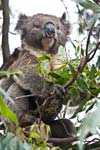 Bl&auml;tter fressender Koala, Great Otway NP