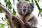 Koala im Great Otway NP