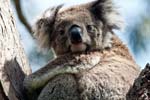 Koala im Great Otway NP