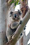 Koala im Great Otway NP