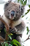 Koala im Great Otway NP