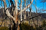 Snow gums nach einem verheerendem Brand im Alpine NP