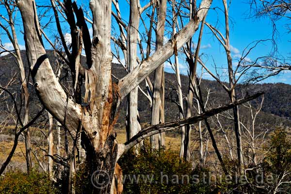 Snow gum nach einem Feuer im Alpine NP