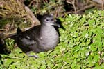 Muttonlbird ( Sturmvogel) auf der Suche nach seinem Partner