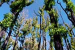 Yarra Range: Eukalyptus-Bäume regenerieren nach einem verheerendem Brand
