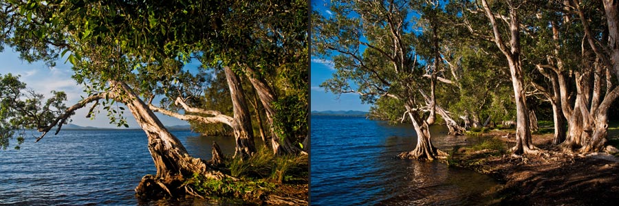 Papierrindenbäume am Myell Lake im Great Lakes NP, NSW