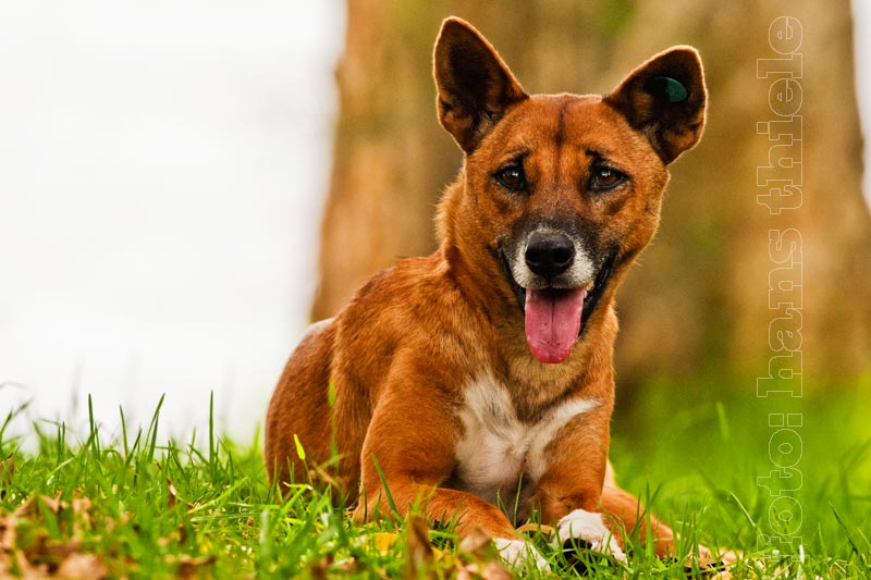 Dingo im Great Lakes NP