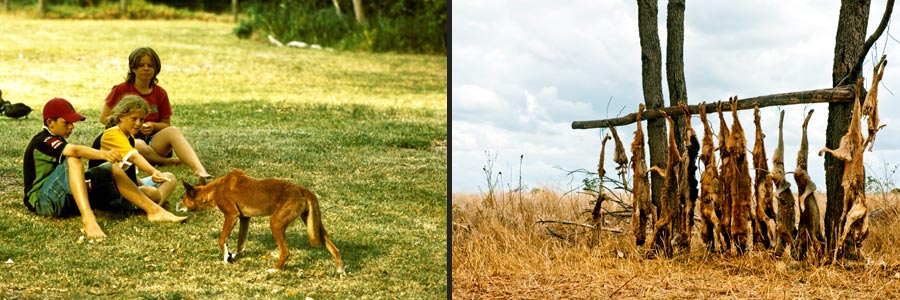 Dingo, Gefahren für ihr Überleben