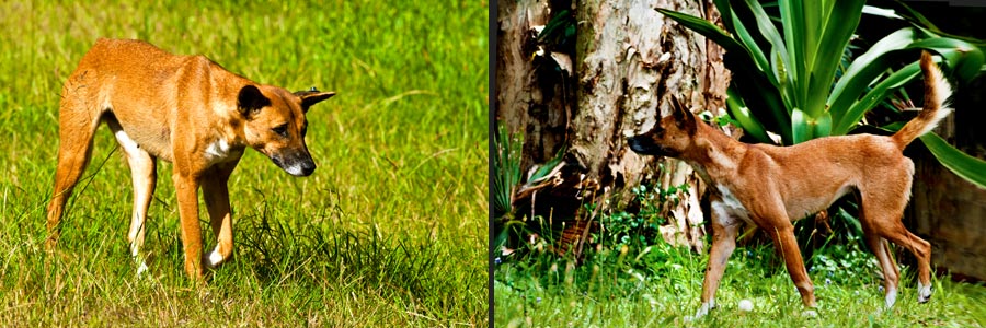 Dingos am Myell Lakes