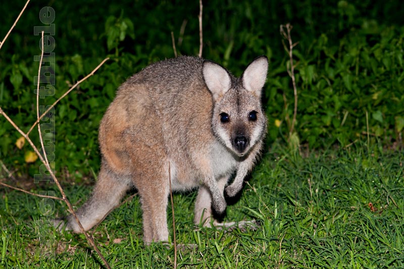 Nächtliche Begegnung mit einem Rotnackenwallaby auf der Wiese von Newnes