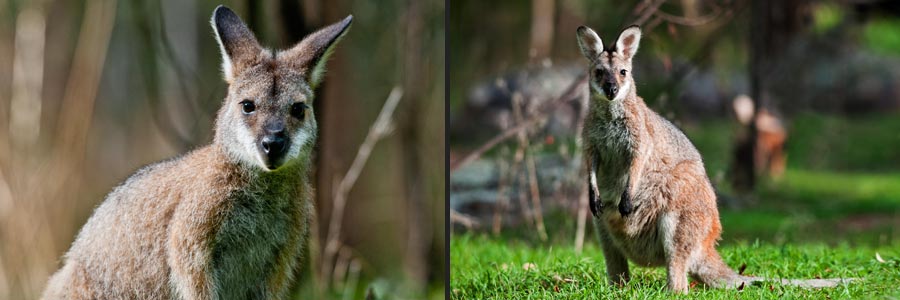 Rotnackenwallabys (= Red-necked Wallabies) in Newnes