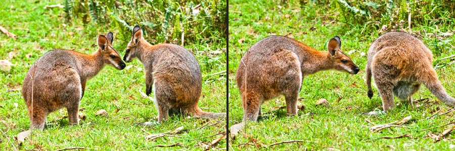 Rotnackenwallabys (= Red-necked Wallabies) in Newnes