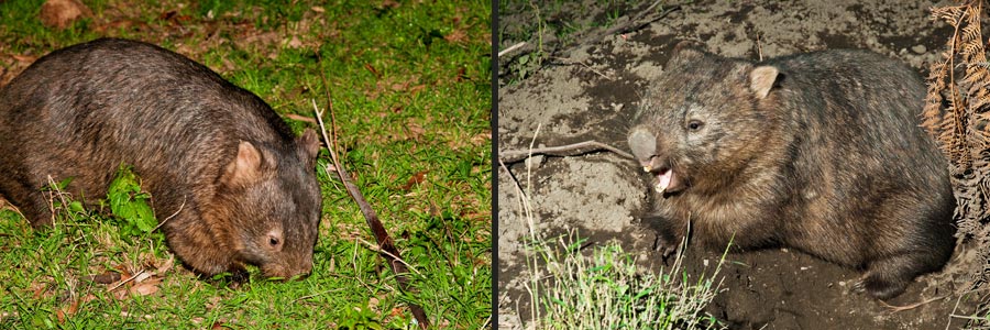 Wollemi NP: Wombat sind grasende Beutler