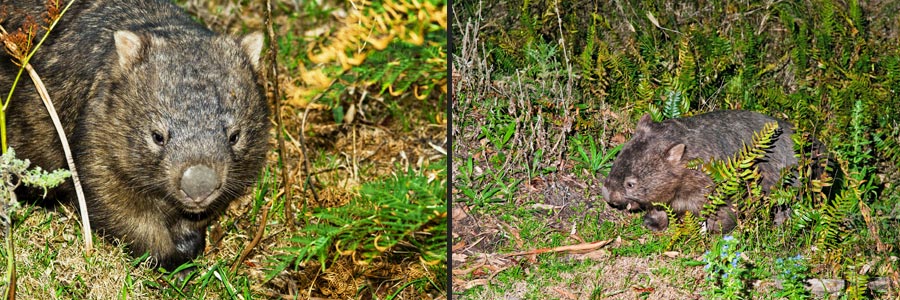 Wombats verlassen bei beginnender Dämmerung ihren Bau