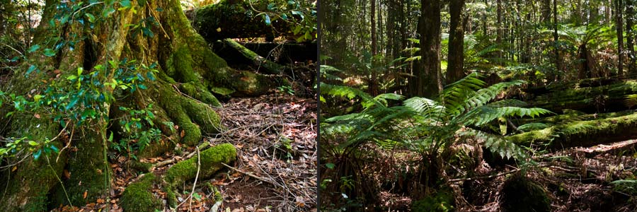 Südbuchen-Bestand im Barrington Tops NP