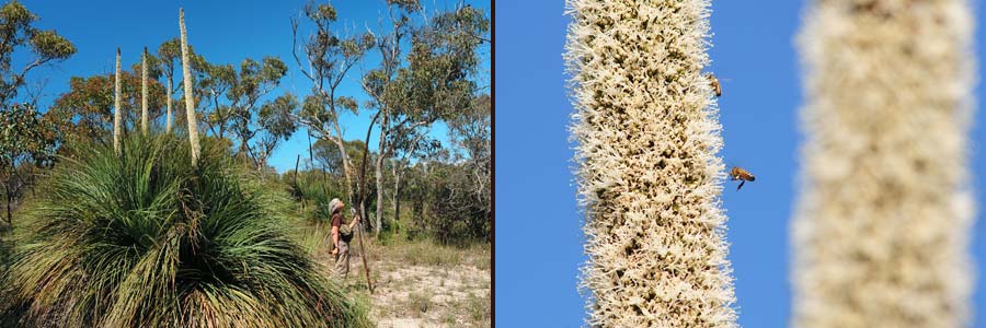 Blühende Grasbäume im Buschland von Aldinga bei Adelaide