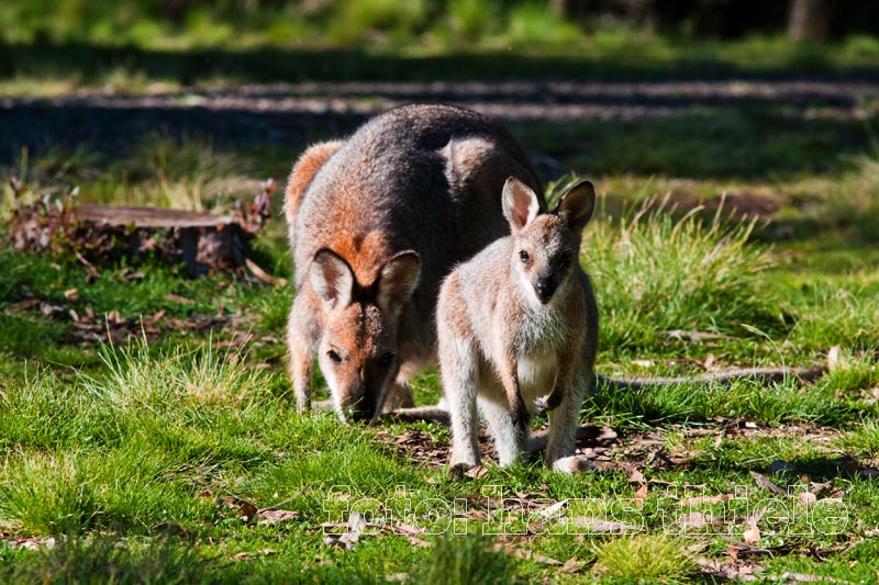 Wallabys im Coolah Tops NP