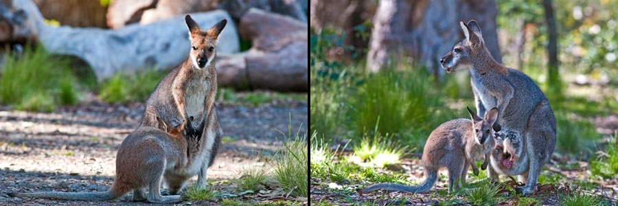 Wallaby beim Säugen seines Jungen