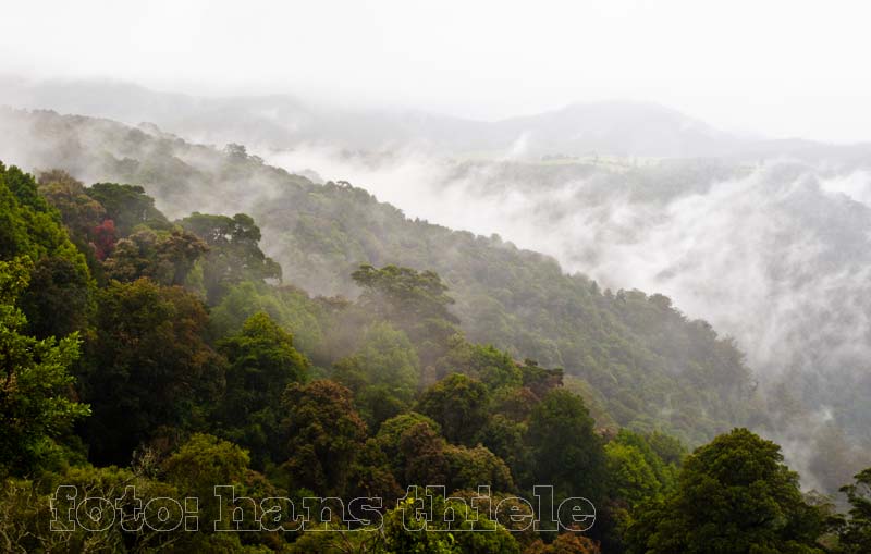 Dorrigo NP, Nebel über dem Regenwald