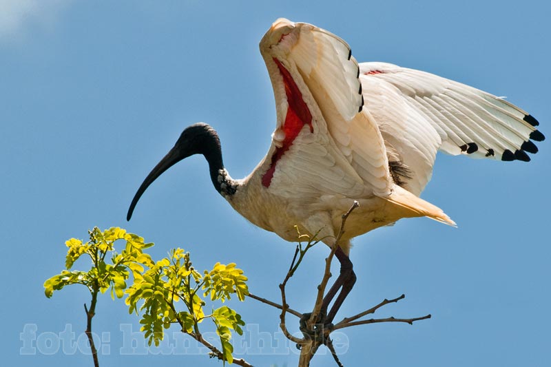 Molukken-Ibis (Threskiornis molucca)