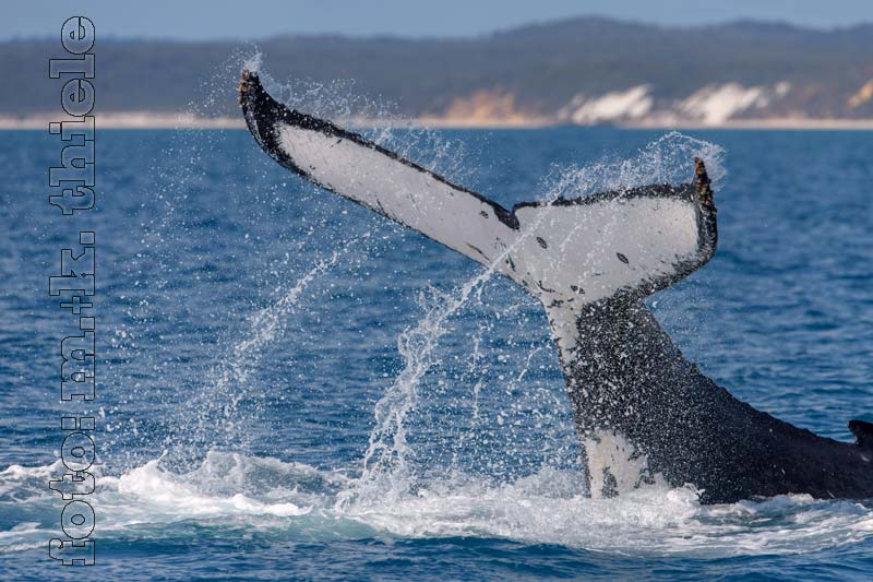 Buckelwal: Hervey Bay