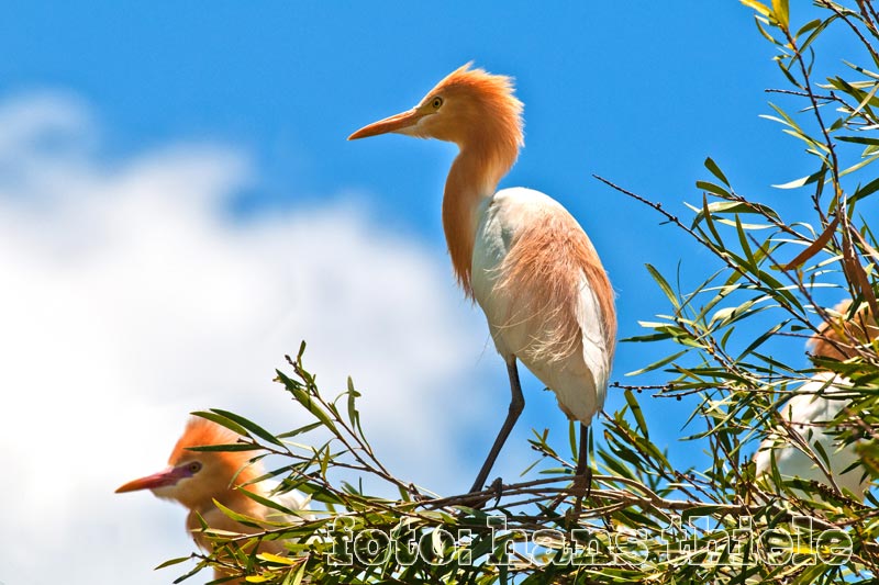 Kuhreiher, Cattle Egret, im Brutkleid