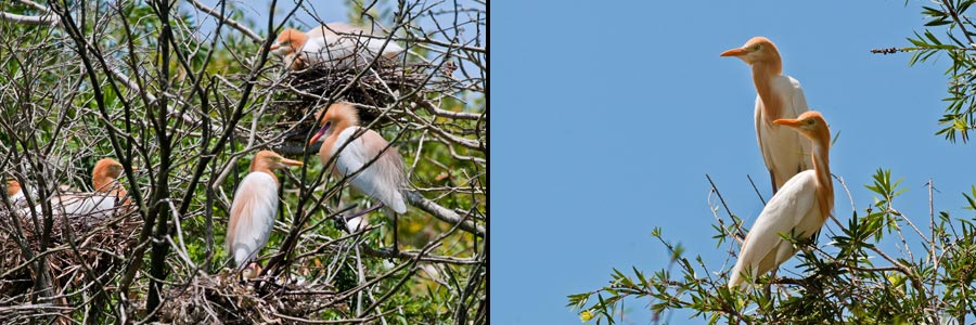 Kuhreiher, Ardea ibis =Bubulcus ibis , Brutkolonie bei Gympie